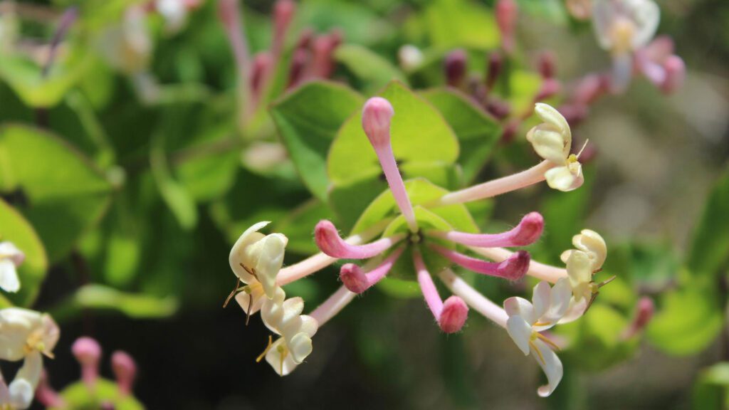 honeysuckle plant