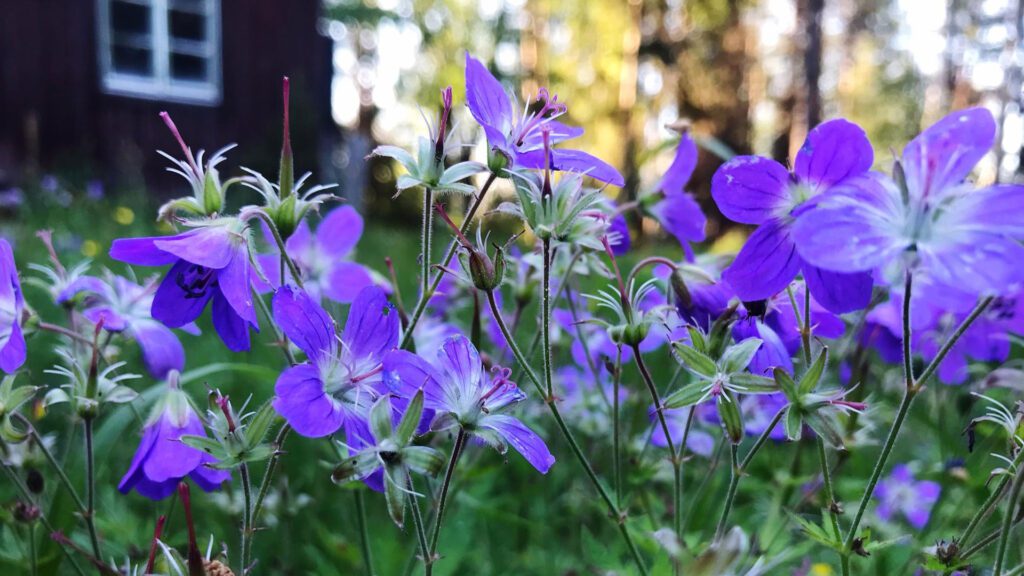 sweet pea flower for good smell