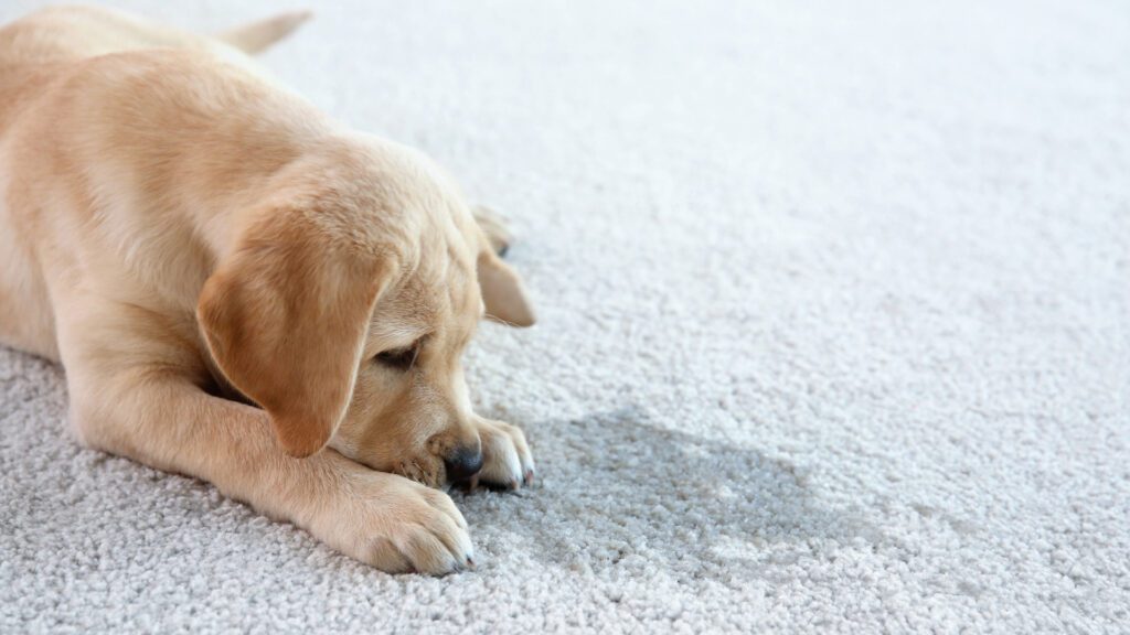 Dog Urine causes odor in home